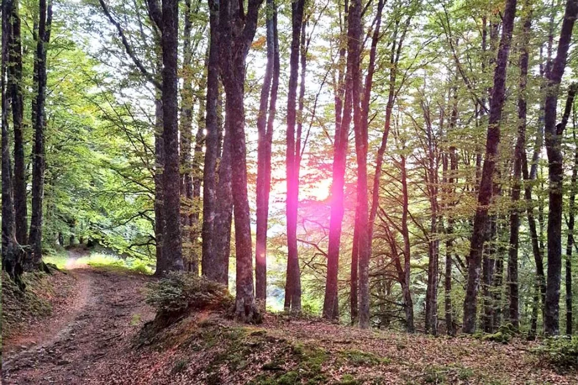 Il Silenzio del bosco